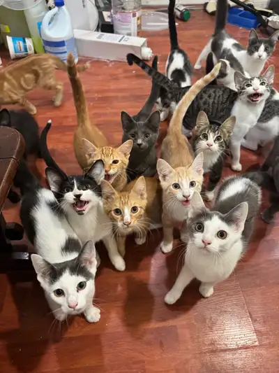 Loving Pisces and Aries Kittens Ready for Their Forever Homes, View more