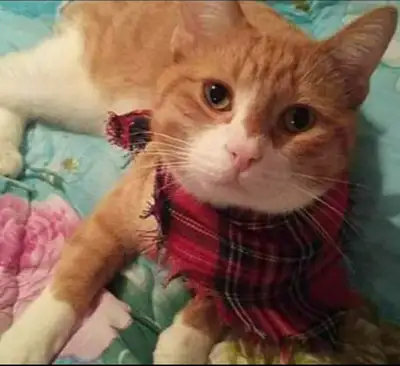 Orange manx cat male neutered for rehoming $300.00, View more