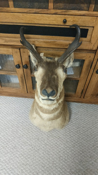 Antelope / Deer head wall mount taxidermy wall decor