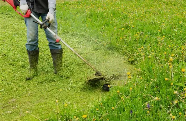 grass cutting … weed removal ..SOD