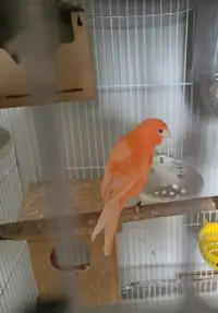 Female canary or I could trade for zebra finch pair