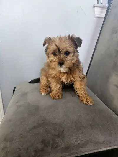 **Christmas Special**  Shorkie Puppies, View more