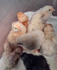Chicks - days old to three weeks available 