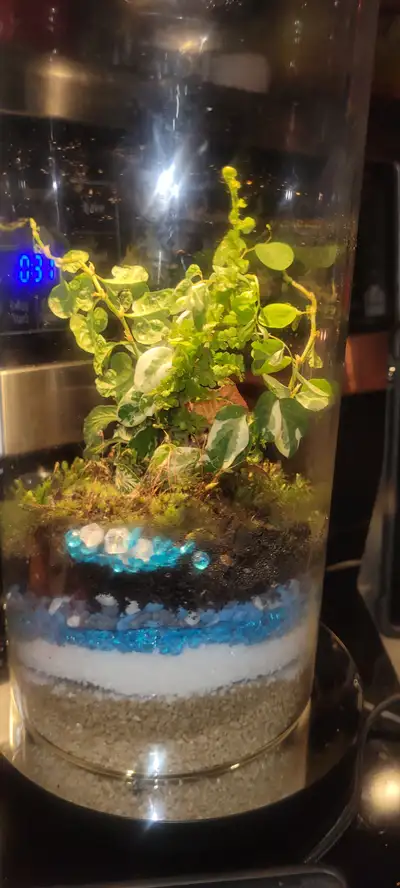 Vase terrarium bioactive, View more