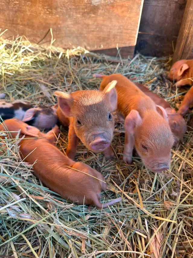 Registered Kune Kune Pigs for Sale in Livestock in Cranbrook - Image 11