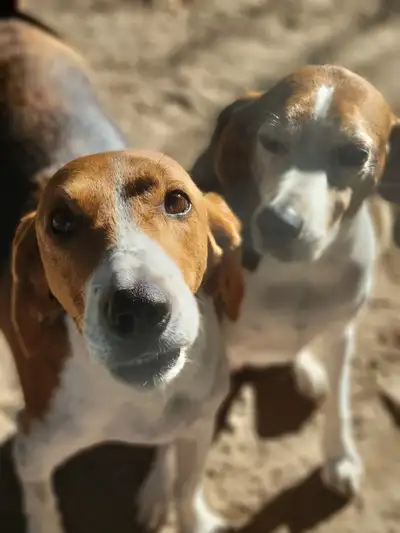 Etobicoke Dog Walker | Mimico Dog Walker | Puppy Visits, View more