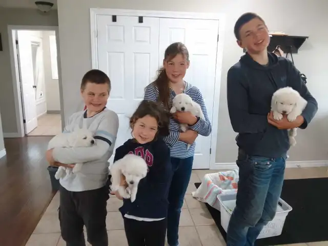 Maremma pyrenees  livestock guardian puppies in Dogs & Puppies for Rehoming in Owen Sound - Image 2