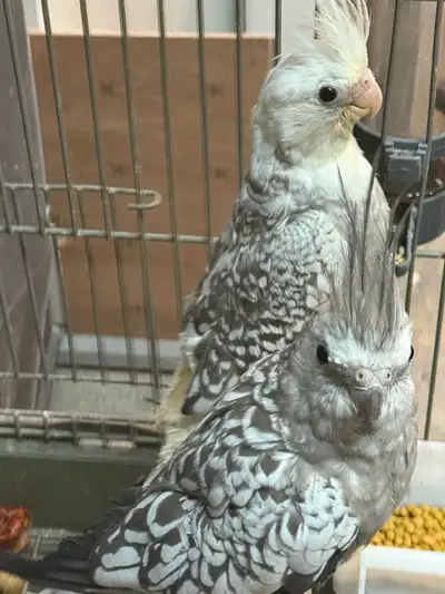 cockatiel pair, View more