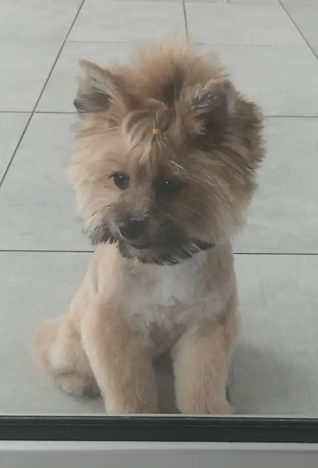 GOLDEN Yorkshire terrier 4 month girl BONNIE! in Dogs & Puppies for Rehoming in City of Toronto - Image 10