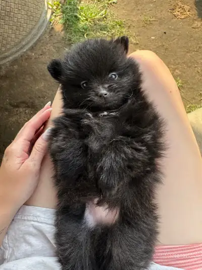 Male Pomeranian puppy. Ready to leave the second week of July. Parents are under 6 pounds. Puppy wil...