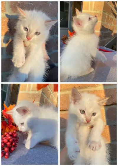 FLUFFY SIBERIAN/SIAMESE KITTENS *BLUE EYES*, View more