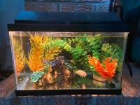 Small fish tank with accessories and fish - good for beginners