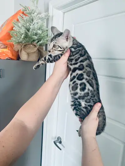 2 Chatons Bengals Mâle!! ( 438 504 6807 ) 1 Silver snow et 1 silver black !! Ils sont pres à partir...