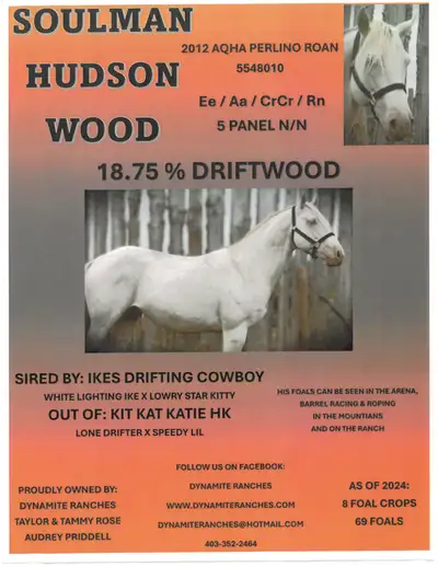 2026 - Foals - Dynamite Ranches, View more