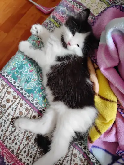 3 Chaton bébé mâle, View more