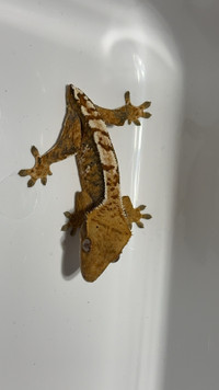 Crested Gecko for sale - Frog Butt 