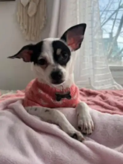 Channel 8 mois  chiwawa femelle  600$, View more