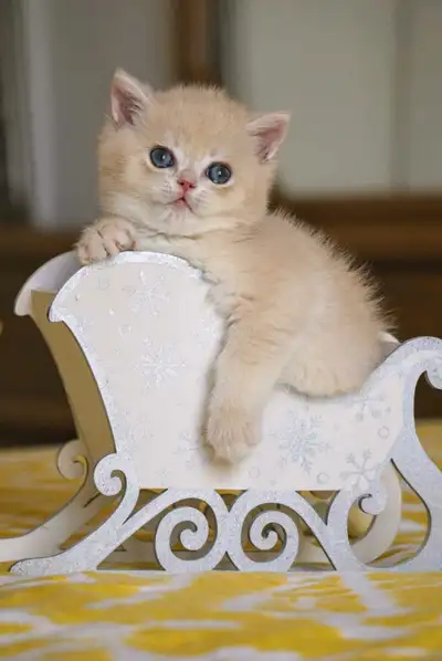 Available. Location Montreal! PUREBRED cy12, cy12(24) boys Price- 1600-2000 Will be:Vaccinations by...