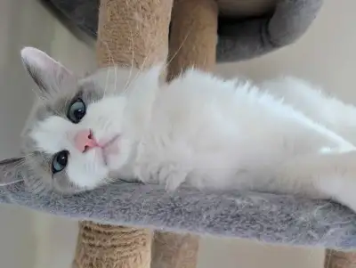 Perfect face purebred female bicolour ragdoll rehome , View more