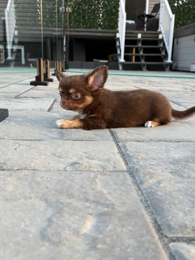 magnifique petit   chihuahua poil long enr. Ckc in Dogs & Puppies for Rehoming in City of Montréal - Image 4