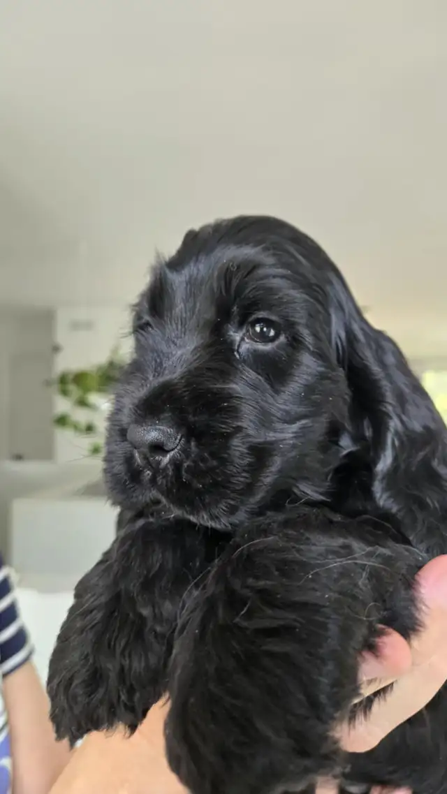 cocker spaniel  (English) ckc registred puppy black male in Dogs & Puppies for Rehoming in Ottawa - Image 5