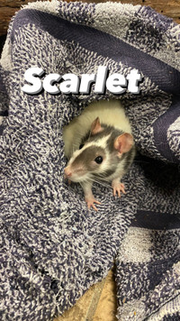 Mom rat Scarlet and her baby girls for adoption