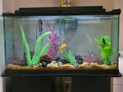 1 Yellow African Cichlid and 1 cleaning fish looking for a new home. Location London northwest.