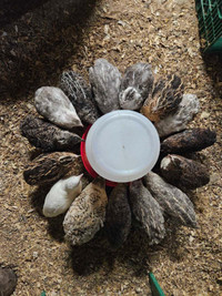 Jumbo Coturnix quail