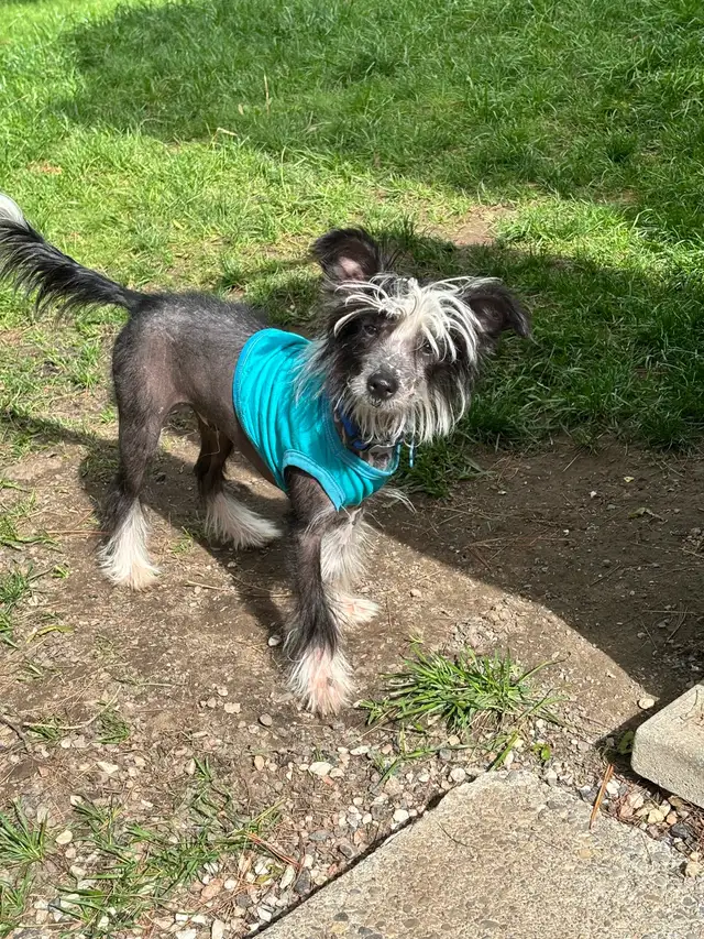 Chinese Crested in Dogs & Puppies for Rehoming in Cambridge - Image 4