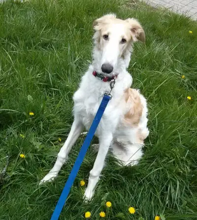 Amazing dog walks in the sunshine .... Fun times .... Happy dogs .... Enjoy the outside!! DOG WALKIN...