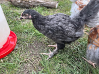 Blue maran cockerel / rooster PENDING