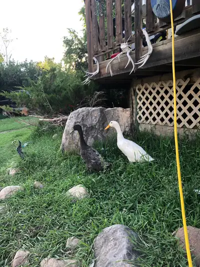 ducks not sexed , View more