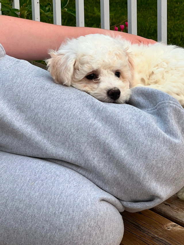 Teddy bear Bichonpoo puppies available in Dogs & Puppies for Rehoming in Barrie - Image 2