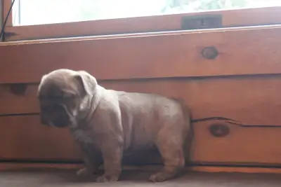 Minibull Puppies, View more