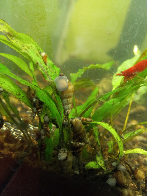 REDUCED!! PAINTED FIRE RED CHERRY SHRIMP in Fish for Rehoming in Vernon - Image 4