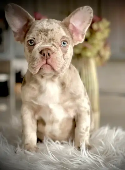 Bulldog Français/ Frenchie/ Mâle, View more