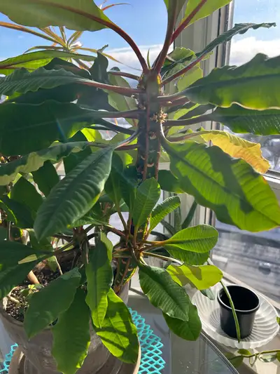 Madagascar Palm, View more