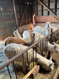 2 young male alpacas