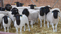 ISO Dorper Ewe Lambs