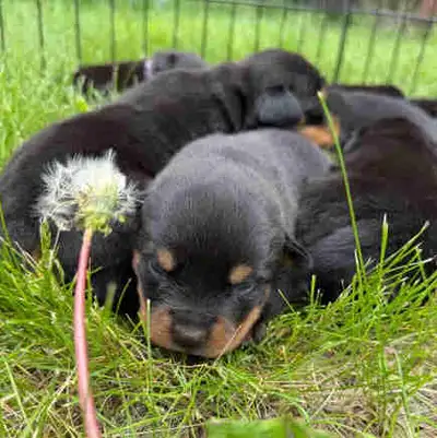 Beautiful Rottie pups that will be ready at the end of July for new homes. The parents are both on f...