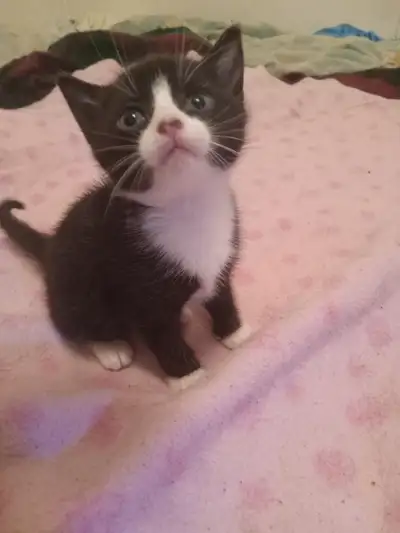 Kittens for rehoming, View more
