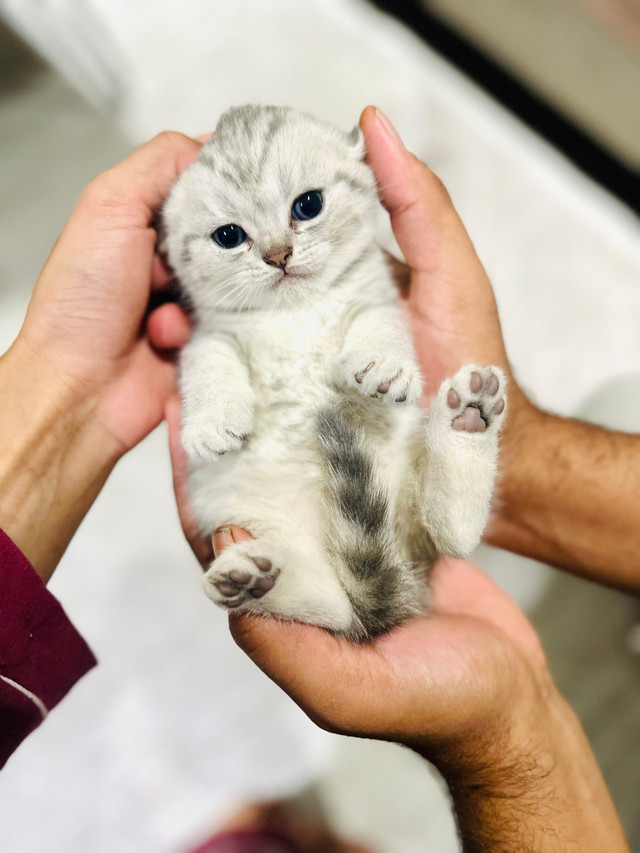 High Quality Scottish Fold Kittens in Cats & Kittens for Rehoming in Oakville / Halton Region - Image 4