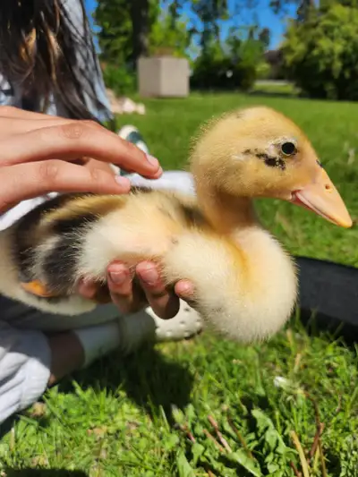 Purebred Ancona dual purpose ducklings avail. They are very social and excellent bug eaters. Avail f...