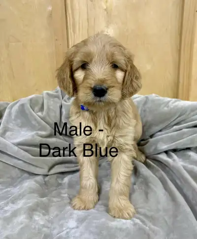 Adorable Golden Doodle Puppies Available Our beautiful Golden Doodle puppies were born on November 2...