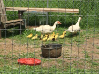 Muscovy Duck Hatching eggs - Waterdown