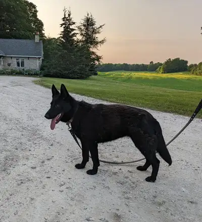 1  Year old , Amazing  CKC registered Czech Working Line German, View more