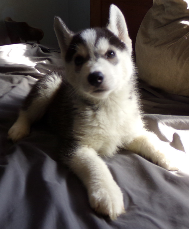 Siberian Husky Pups in Dogs & Puppies for Rehoming in Hamilton