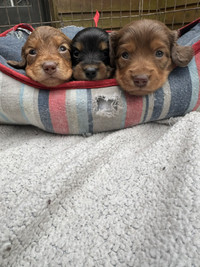 Long-Haired Miniature Dachshund Puppies