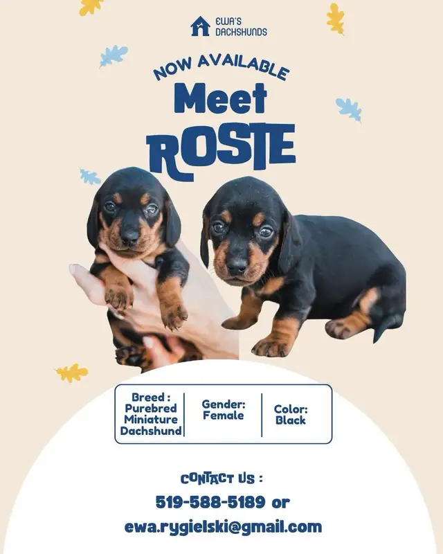 Adorable Miniature Dachshund Puppies in Dogs & Puppies for Rehoming in Kitchener / Waterloo - Image 3