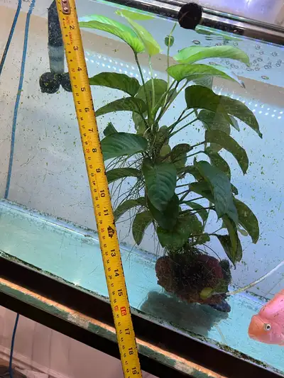 anubias 1 large and 1 small, View more